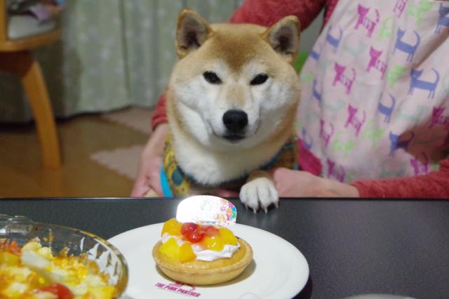 柴犬棗ちゃんのお誕生日ケーキの写真
