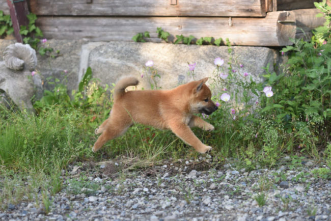 綺麗な走り姿の柴犬の子犬