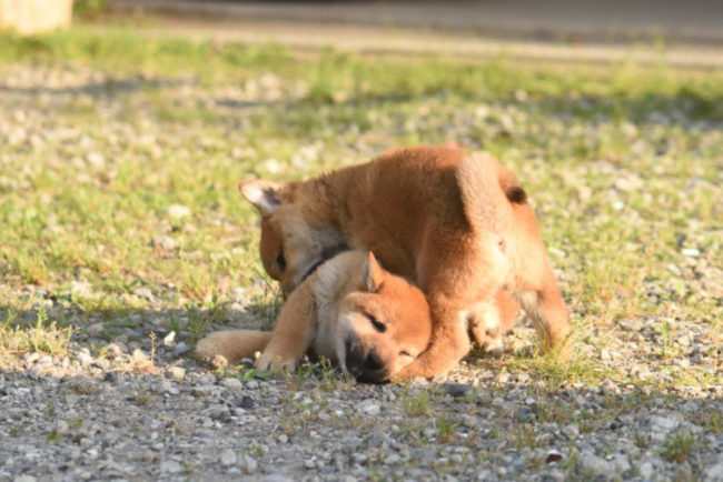 兄弟で遊ぶ柴犬の子犬