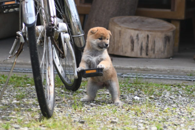 自転車のペダルに足を掛ける柴犬の子犬たまこちゃん