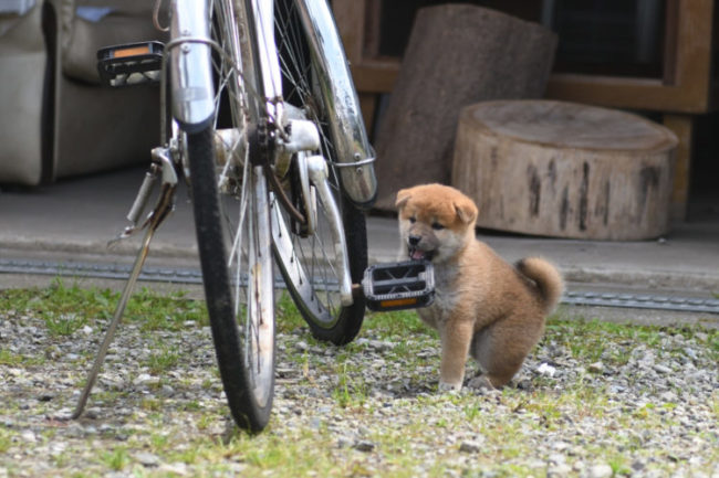 自転車のペダルに足を掛ける柴犬の子犬たまこちゃん