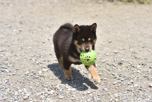 ボールで遊ぶ黒柴の子犬の写真