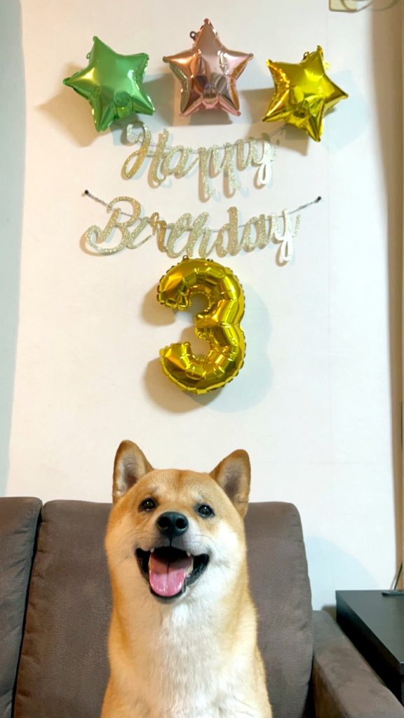 3歳のお誕生日を祝われる柴犬カツ君