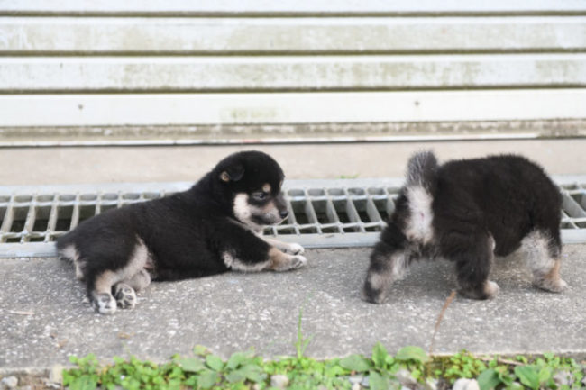 3匹の黒柴の子犬の写真