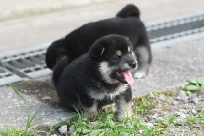 舌を出す黒柴の子犬の写真