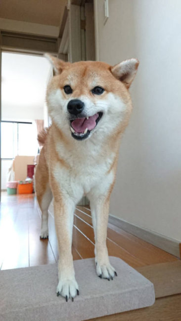 柴犬柚子ちゃんの写真