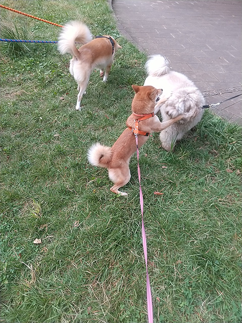 犬友達と遊ぶ赤柴きびちゃん