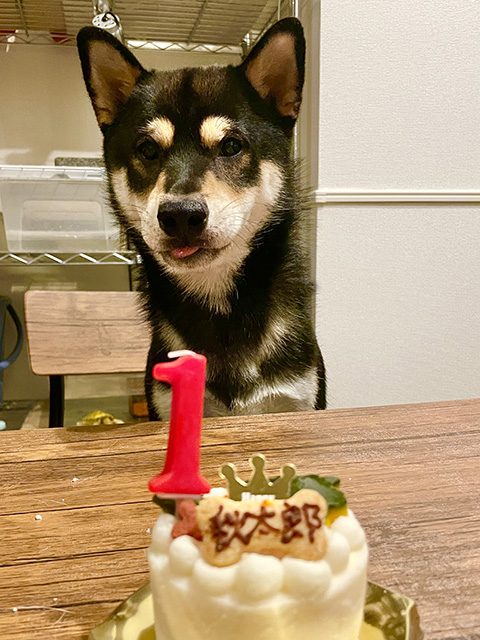 1歳のお誕生日をケーキで祝われる黒柴秋太郎くん