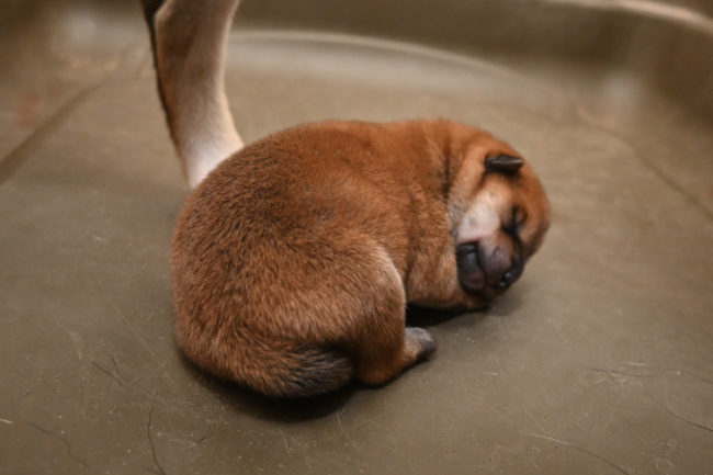生まれたばかりの柴犬の子犬の写真