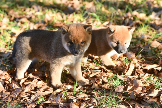 枯葉の絨毯の上で遊びまわる柴犬の子犬たちです。