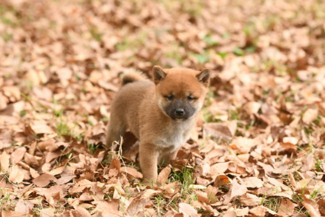 落ち葉の絨毯の上を走る柴犬の子犬