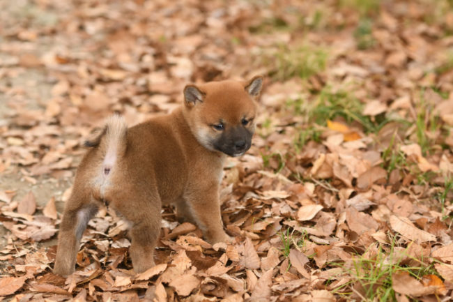 落ち葉の絨毯の上を走る柴犬の子犬