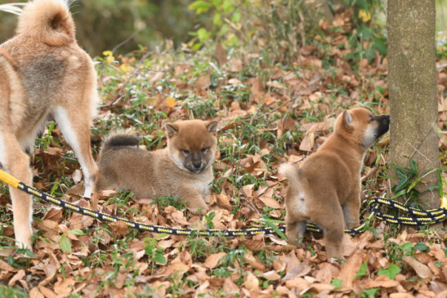 お母さん一緒に遊ぶ柴犬の子犬たち。