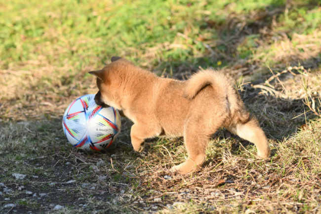 サッカーボールと柴犬の子犬