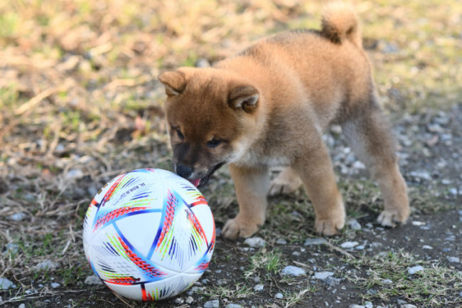 サッカーボールと柴犬の子犬
