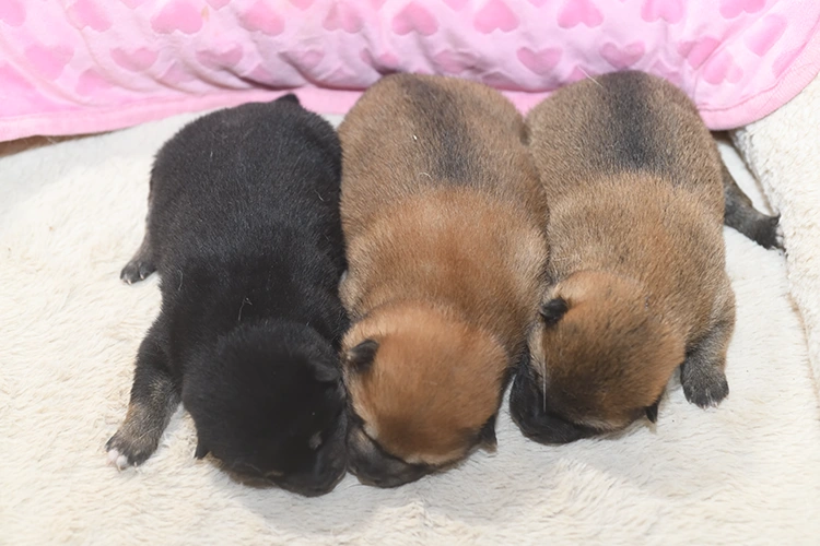 生後11日目の柴犬の3姉妹