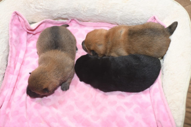 生後14日目の3匹の柴犬の子犬