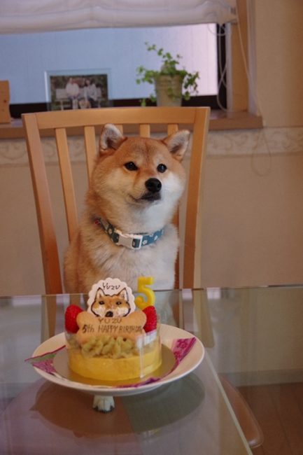 5歳のお誕生日をケーキで祝われる柚子ちゃん