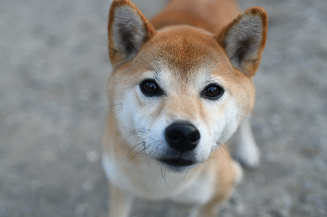柴犬レオちゃん（5歳）の写真