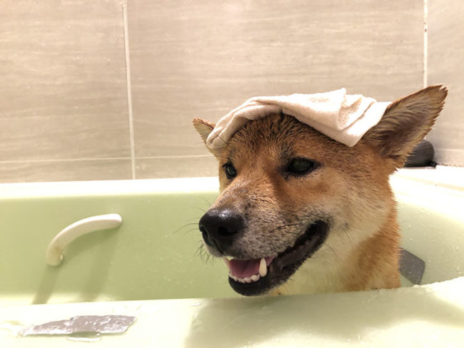 お風呂に入る柴犬はるちゃん