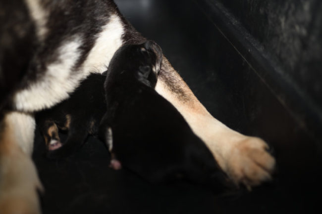 生後2日目の黒柴メスの子犬の写真