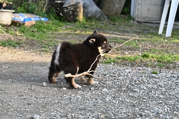 木の枝を運ぶ黒柴の子犬