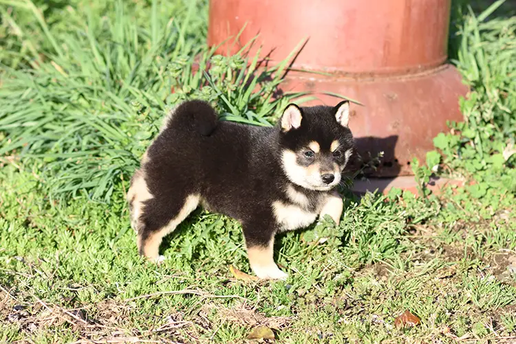 庭を歩き回る黒柴の子犬の写真