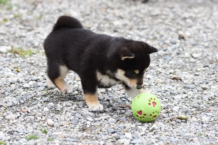 ボールで遊ぶ黒柴の子犬