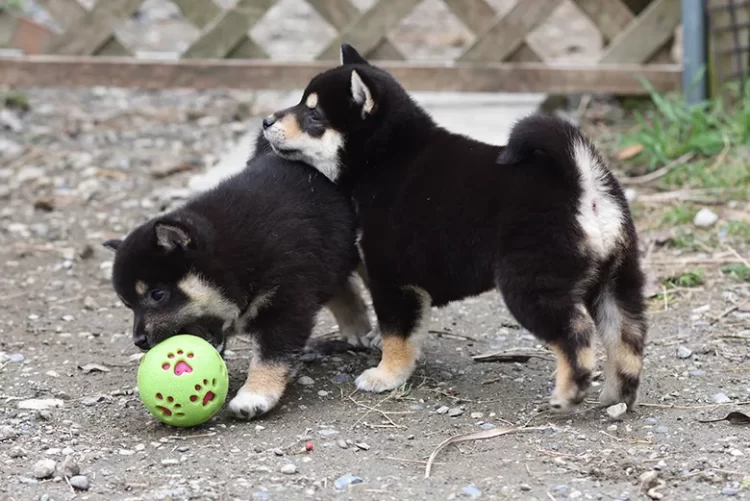 ボールで遊ぶ黒柴の子犬たち