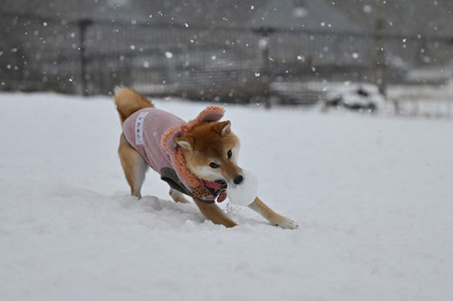 雪玉を咥える柴犬たまこちゃん