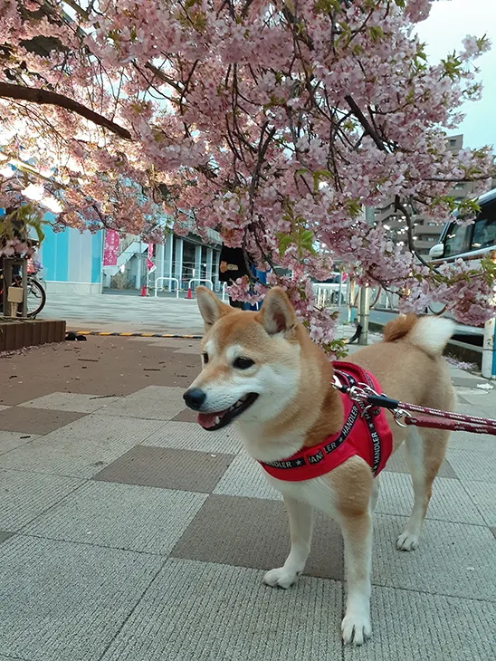 さきちゃんと満開の桜