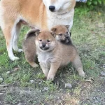 柴犬お母さんと子犬