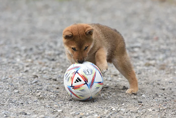 サッカーボールで遊ぶ柴犬の子犬