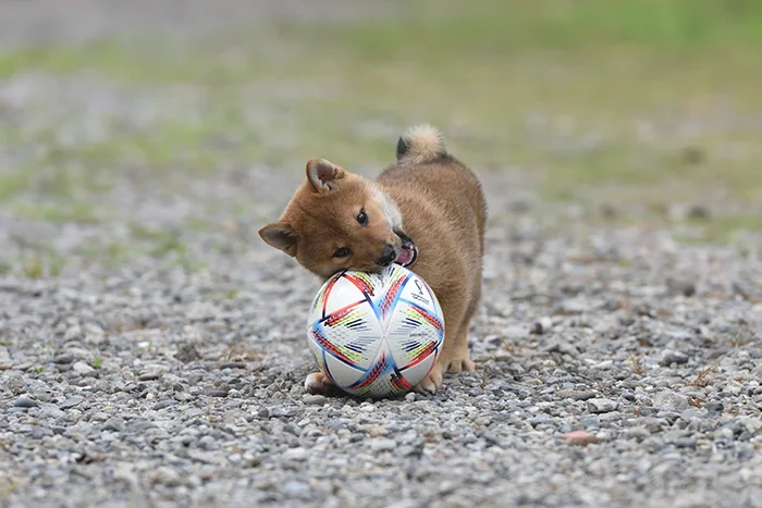サッカーボールで遊ぶ柴犬の子犬