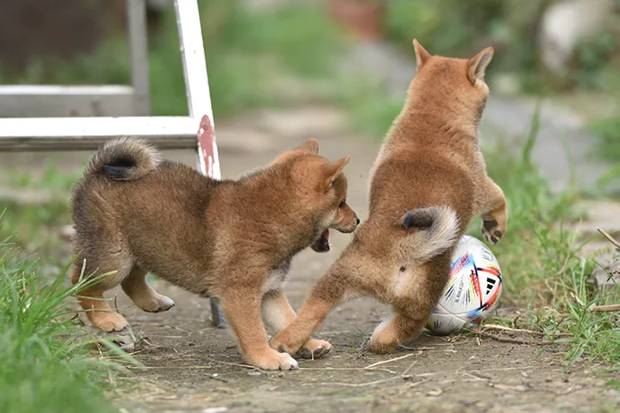 サッカーボールで遊ぶ柴犬の子犬たち