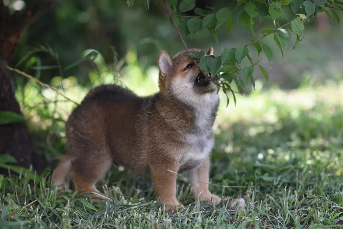 木陰で涼む柴犬の子犬