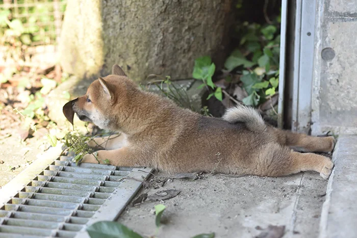 コンクリートで涼む柴犬の子犬