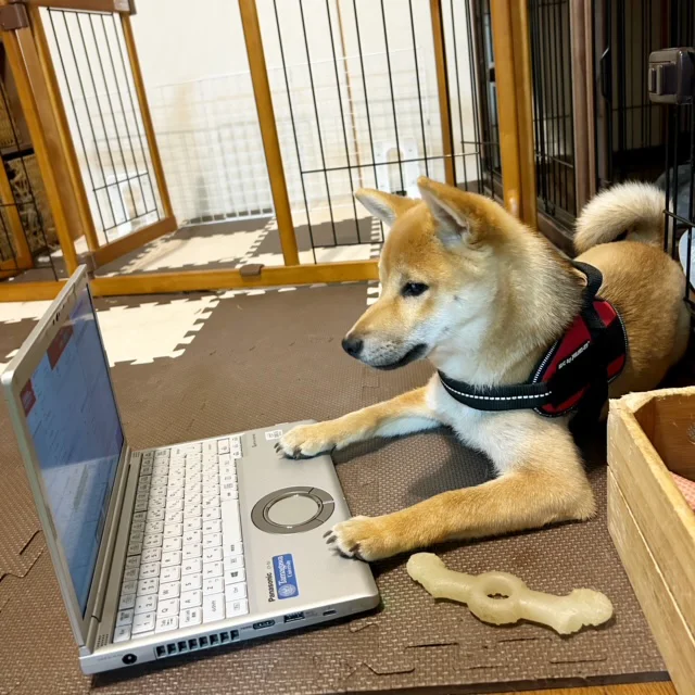 ノートパソコンでニュースを確認する柴犬カツ君