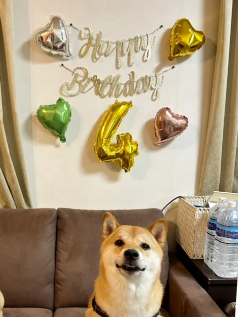 4歳のお誕生日を祝われる柴犬カツ君