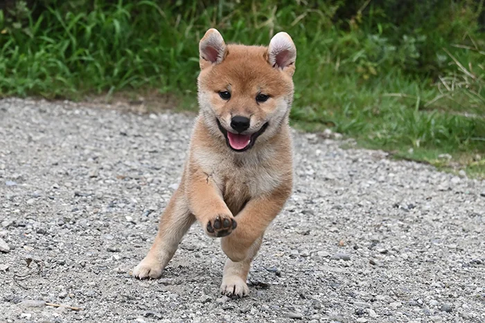 ピョンピョン跳ねながら走る柴犬の子犬