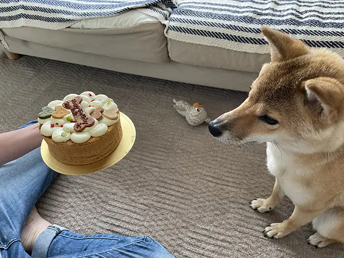 お誕生日ケーキを前にする柴犬たおちゃん