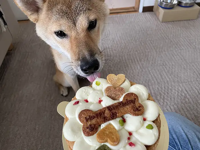 お誕生日ケーキを前にする柴犬たおちゃん