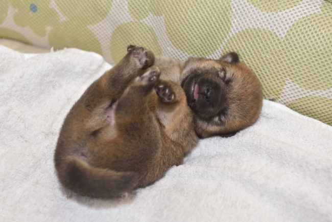 生後9日目の柴犬の子犬の写真