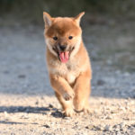 走り回る柴犬の子犬