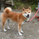 柴犬マリちゃんの写真