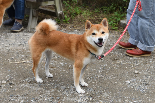 柴犬マリちゃんの写真