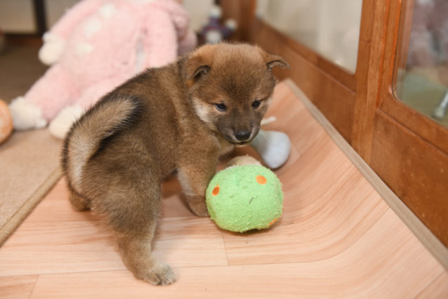 生後31日目の柴犬の子犬の写真