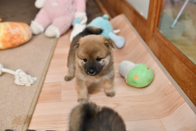 生後31日目の柴犬の子犬の写真
