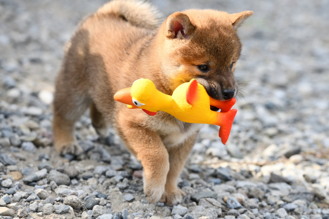 びっくりチキンで遊ぶ柴犬の子犬