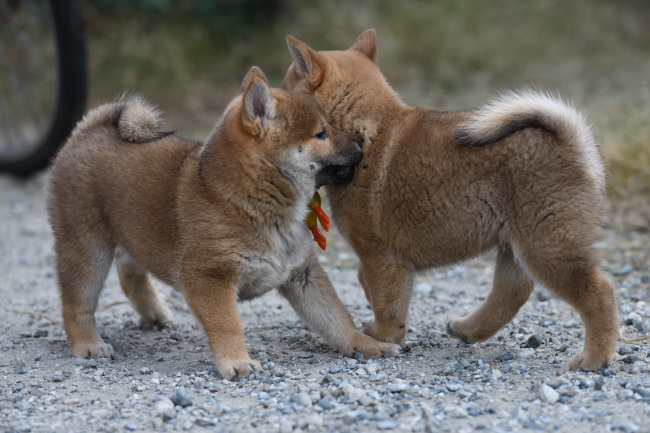 姉弟で遊ぶ柴犬の子犬